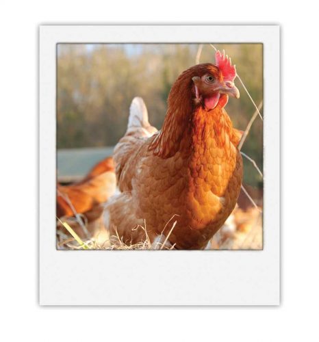 The Business of Eating Chicken